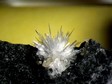 aragonite